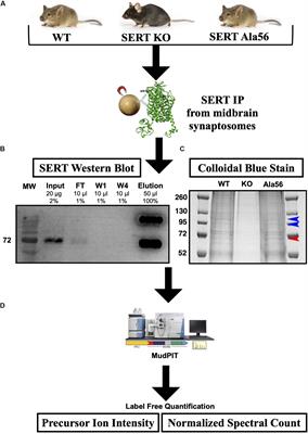 Ex vivo Quantitative Proteomic Analysis of Serotonin Transporter Interactome: Network Impact of the SERT Ala56 Coding Variant